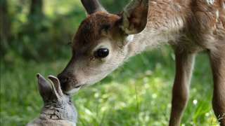 Bambi - Egy élet az erdőben (Bambi, L'histoire d'une vie dans les bois) (2024) film adatlap