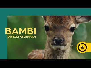 Bambi - Egy élet az erdőben filmelőzetes