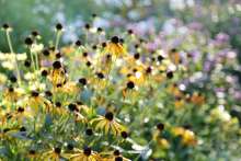 Exhibition on Screen: Művészetek kertje – Amerikai Impresszionisták (The Artist's Garden: American Impressionism) (2017)