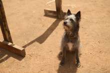 Vakarcs (Runt) (2024)